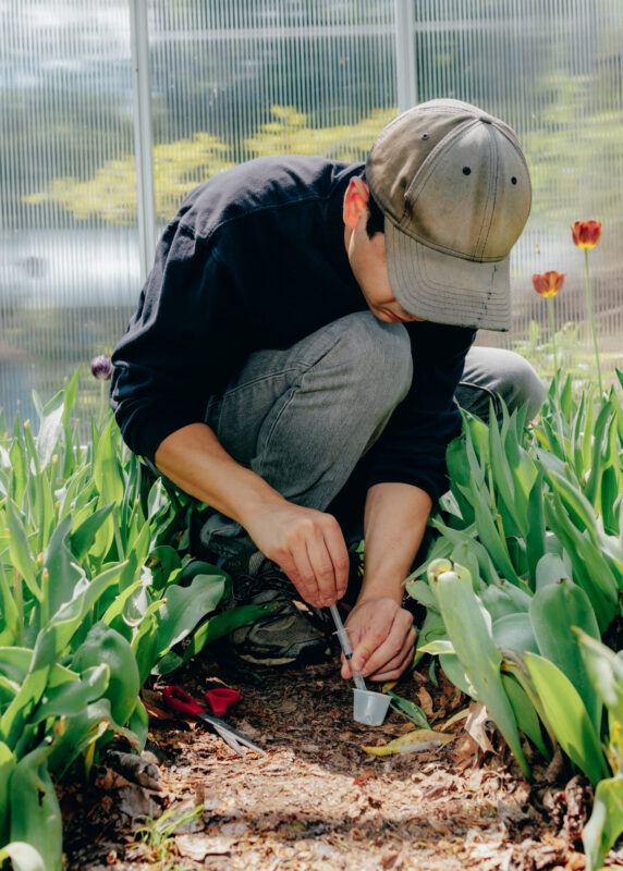 Michael Wang squats between two rows of plants in a greenhouse, his head is turned downward as he carefully fills a syringe with a clear liquid from a small, clear plastic cup.