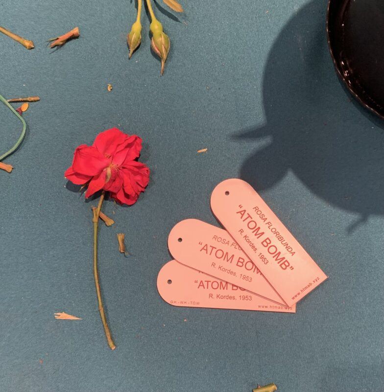 A single rose lying on a blue table enxt to labels that read: "ROSA FLORIBUNDA 'ATOMIC BOMB' R. Kordes, 1953"