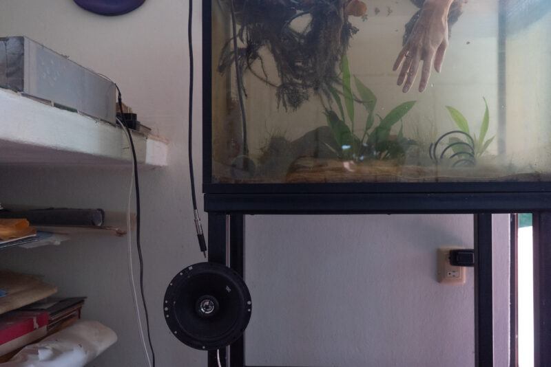 A hand reaches into a fish tank with aquatic plants and equipment visible nearby.