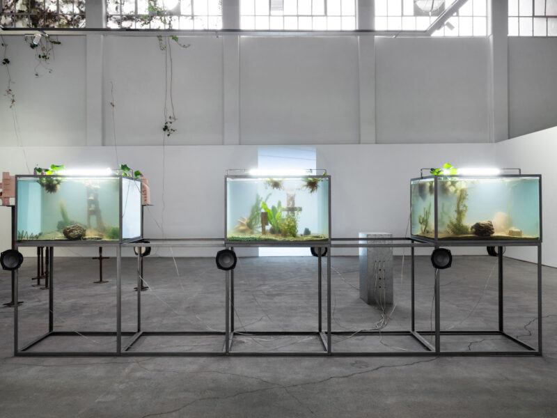 Three fish tanks on metal stands display aquatic plants and decor in a spacious white room with large windows.