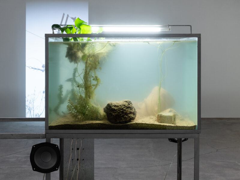 A fish tank displays plants and rocks with a human head partially submerged.