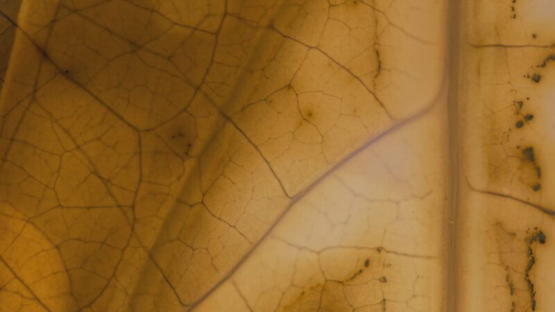 Close-up of a leaf with visible veins and a yellow-brown hue.