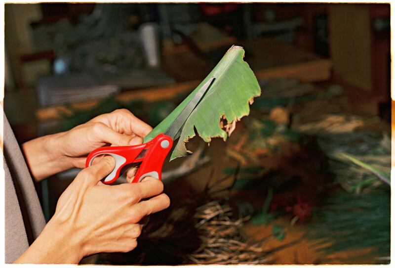 Hands using red scissors to cut a green leaf, above a table covered by various types of leaves.