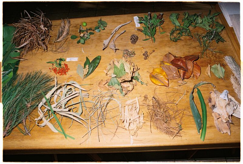 Various dried leaves and natural materials arranged on a wooden table.