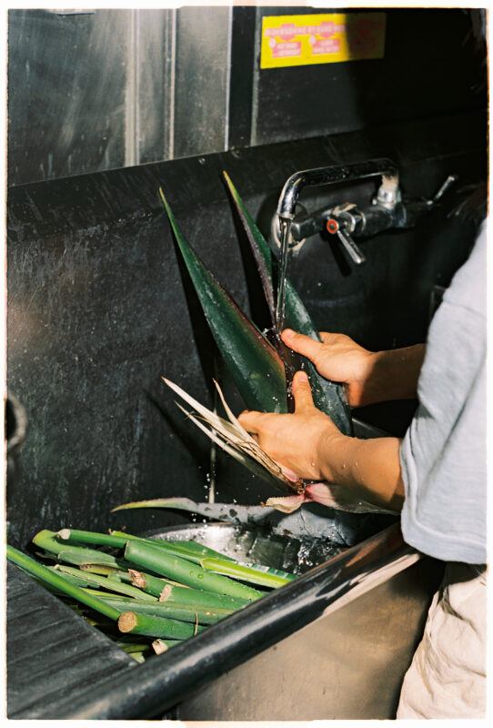 Person washing large leaves under a faucet in an industrial sink.